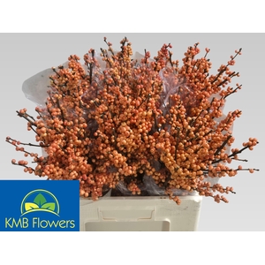 ILEX VE WINTER GOLD