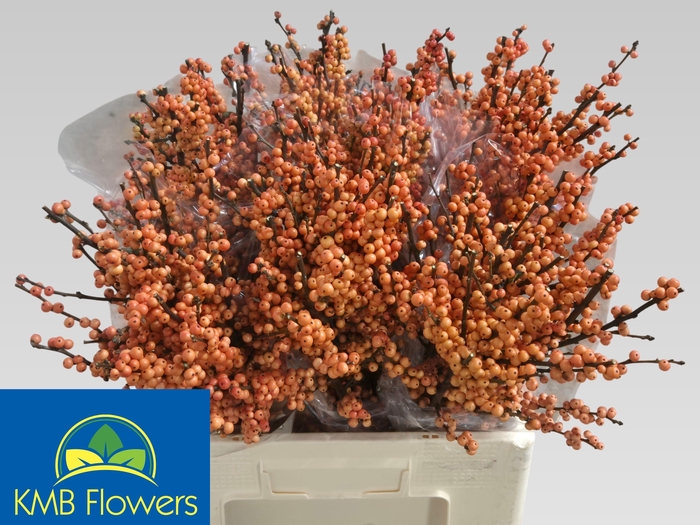 <h4>ILEX VE WINTER GOLD</h4>