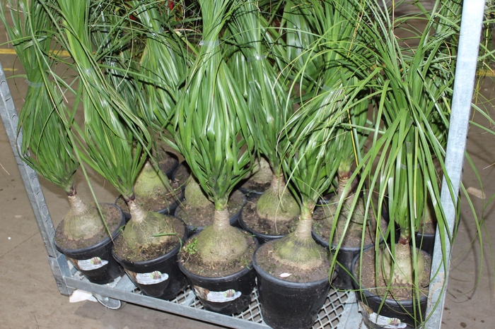 <h4>BEAUCARNEA P24</h4>