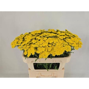 Achillea Moonshine