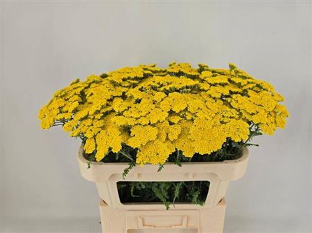 <h4>Achillea Moonshine</h4>