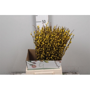 Salix Klb Yellow