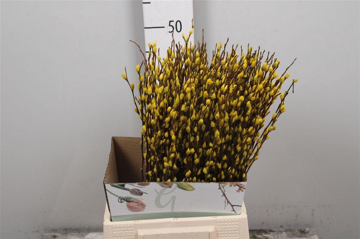 <h4>Salix Klb Yellow</h4>