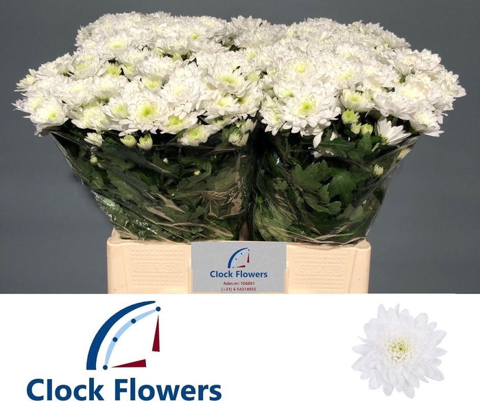 <h4>CHR T FORTUNE</h4>