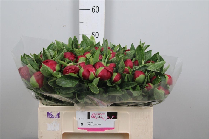 <h4>Paeo Red Charm</h4>