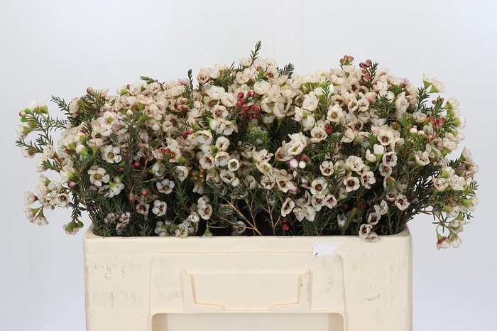 <h4>Chamelaucium Ella</h4>