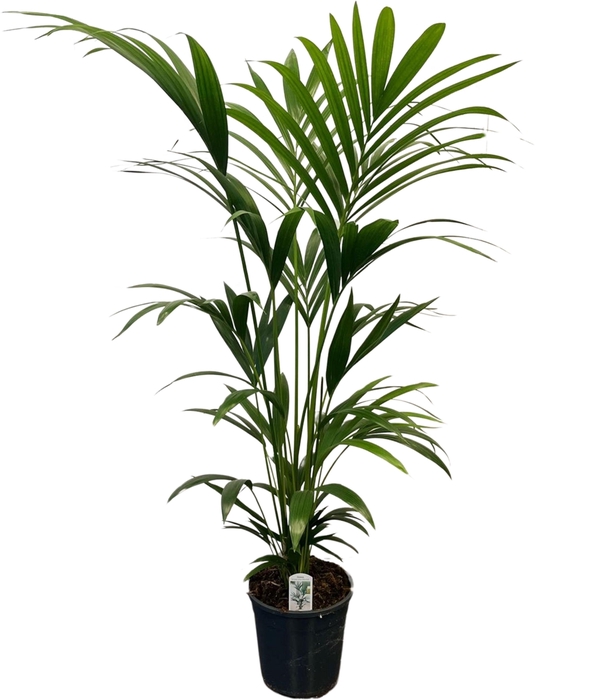 <h4>Howea forsteriana (Kentia) 6 pit 120-140cm</h4>