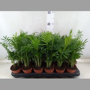 Chamaedorea elegans
