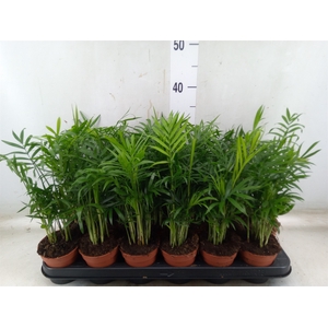 Chamaedorea elegans