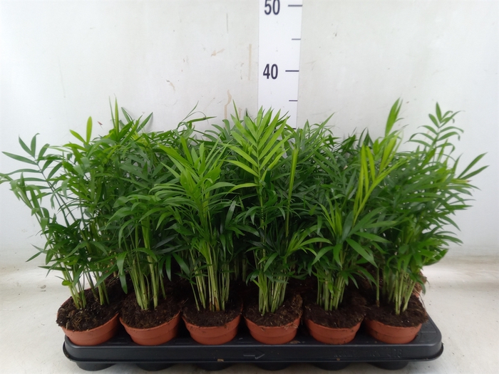 <h4>Chamaedorea elegans</h4>