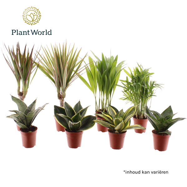 <h4>Kamerplant Tiny Luxe Mix</h4>