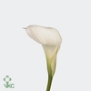 Zantedeschia crystal blush