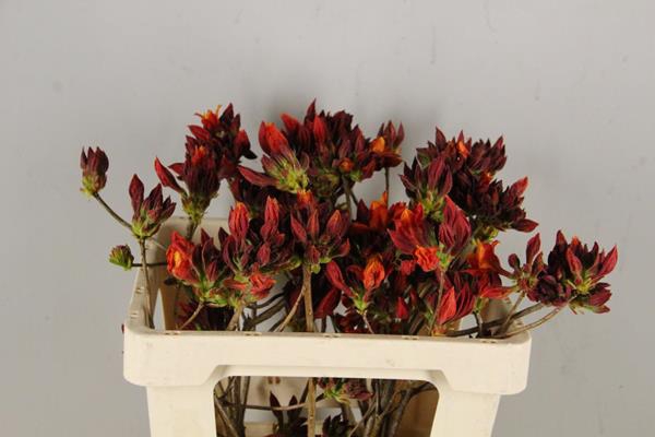 <h4>Rhodo. New Oranje</h4>