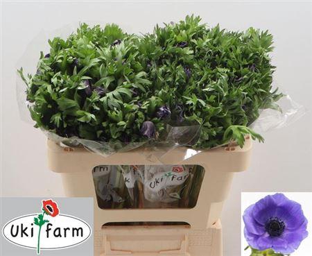 <h4>Anem Co Galil Blauw</h4>