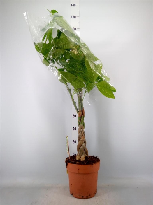 <h4>Pachira aquatica</h4>