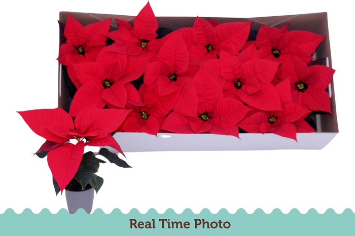 <h4>EUPHOR P CHR F RED</h4>