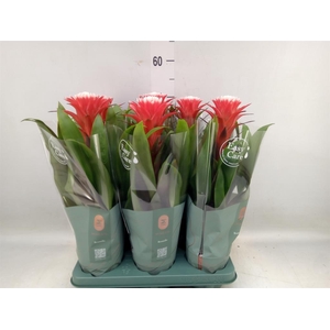 Guzmania  'Hope'
