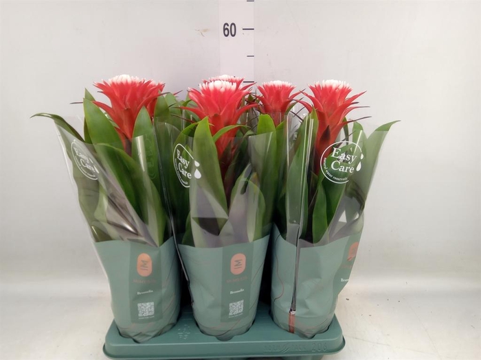 <h4>Guzmania  'Hope'</h4>