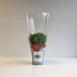 Shiso Groen P9