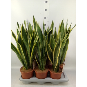 Sansevieria trifa. 'Laurentii'