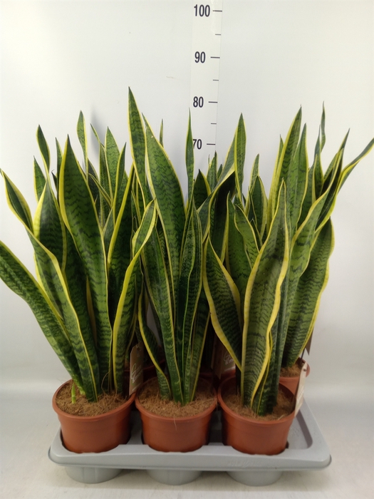 <h4>Sansevieria trifa. 'Laurentii'</h4>
