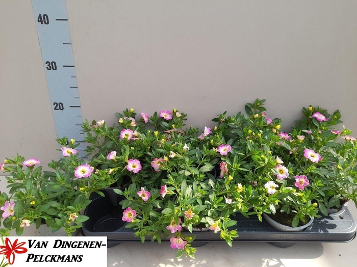 <h4>CALIB FANCY FRANCY</h4>