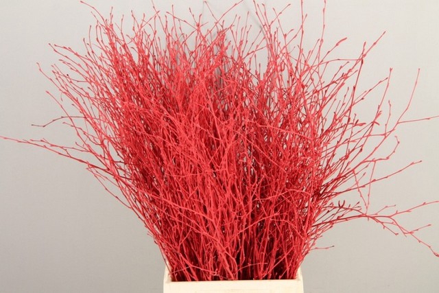 <h4>Betula paint red</h4>