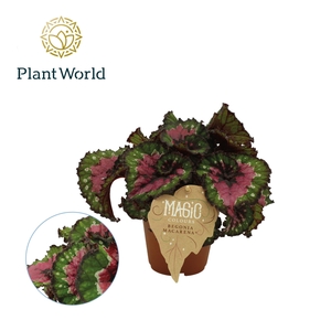 Begonia Magic Colours Macarena