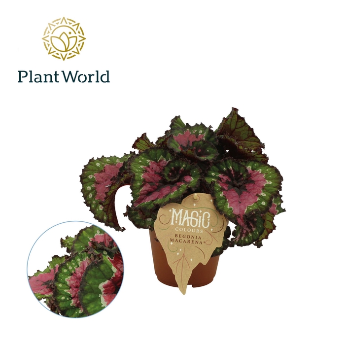 <h4>Begonia Magic Colours Macarena</h4>