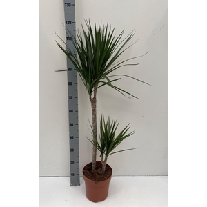 DRA MARGINATA