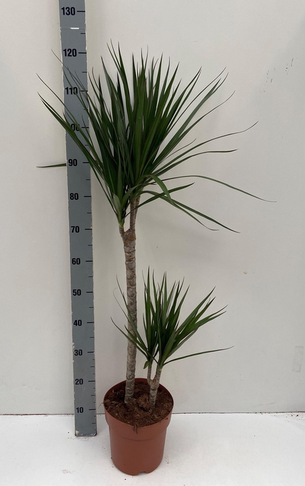 <h4>DRA MARGINATA</h4>
