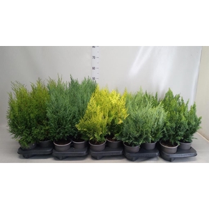 Conifers   ...