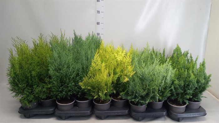 <h4>Conifers   ...</h4>