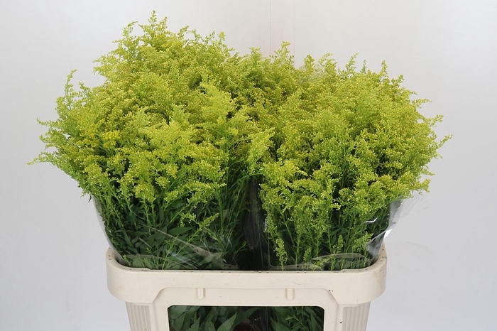 <h4>Solidago Tara Gold</h4>