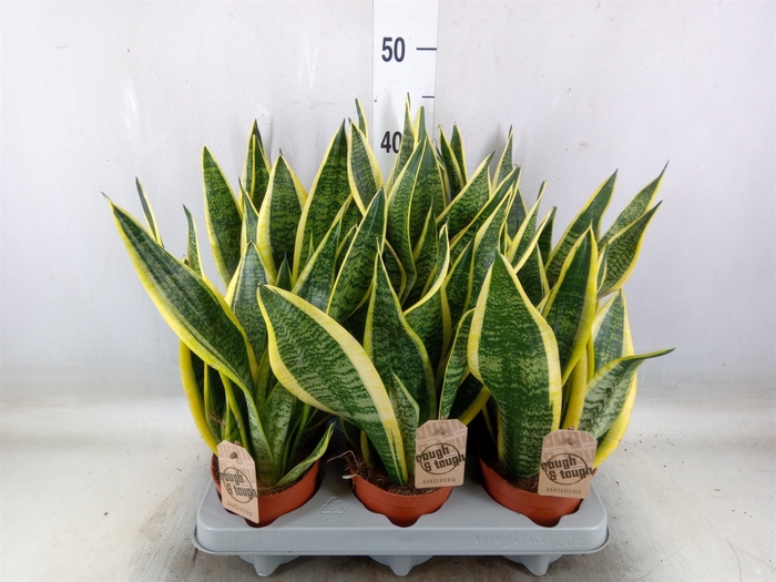 <h4>Sansevieria trifa. 'Futura Superba'</h4>