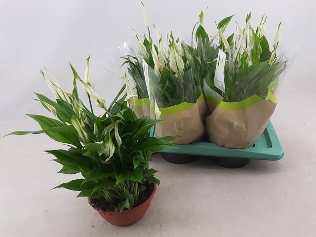 <h4>SPATH CHOPIN</h4>