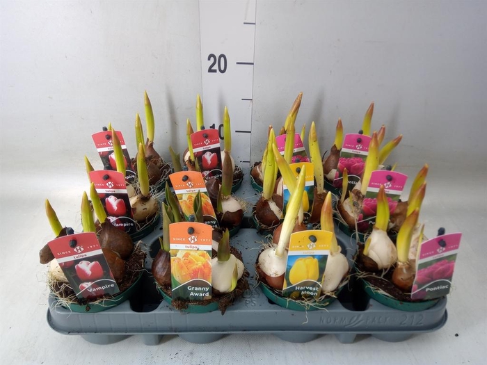 <h4>Tulipa   ...mix 4</h4>