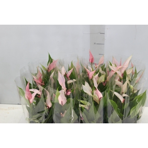 ANTHURIUM LILLI P09 PREMIUM