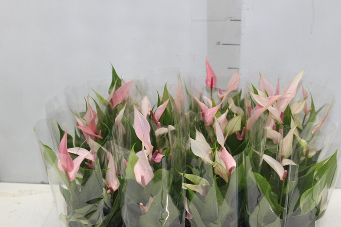 <h4>ANTHURIUM LILLI P09 PREMIUM</h4>