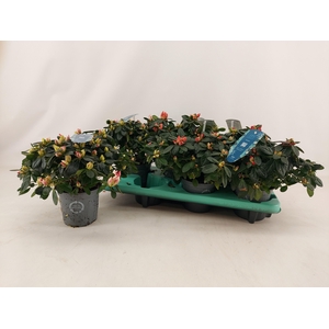 RHODO SI V GEM 4 SRT