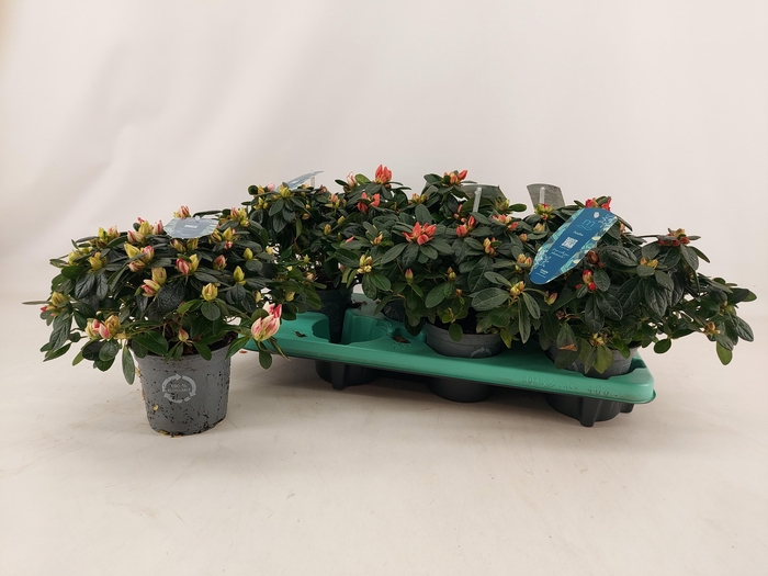 <h4>RHODO SI V GEM 4 SRT</h4>