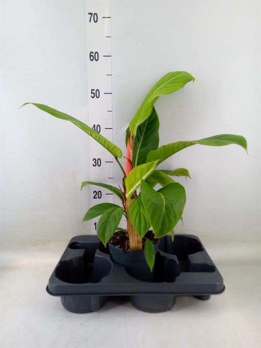 <h4>Philodendron   ...</h4>