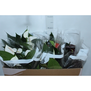 ANTHURIUM VARIADO P17