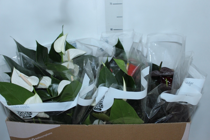 <h4>ANTHURIUM VARIADO P17</h4>