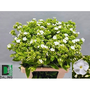 Phlox Paniculata Wit 60cm