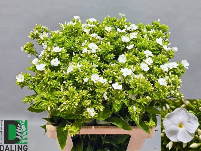 <h4>Phlox Paniculata Wit 60cm</h4>