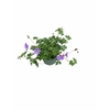 Geranium Rozanne