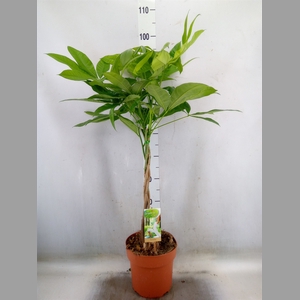 Pachira aquatica