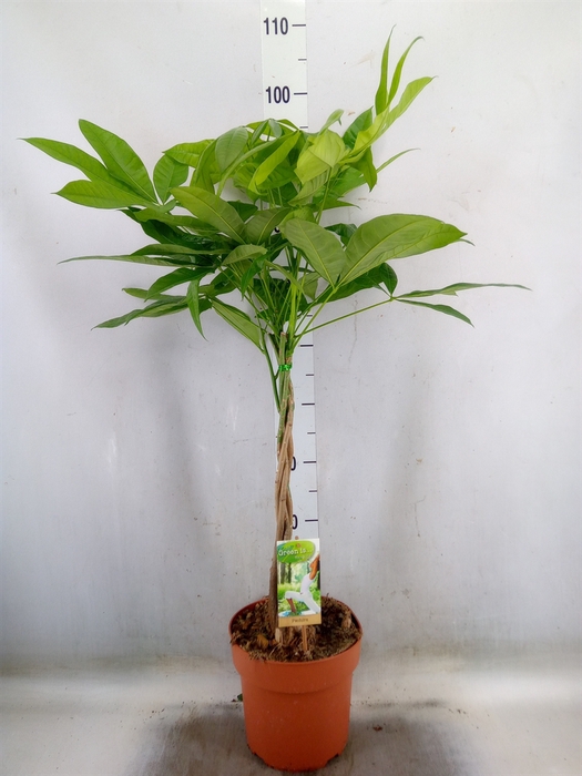 <h4>Pachira aquatica</h4>