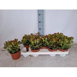 Crassula Ovata 12Ø 25cm